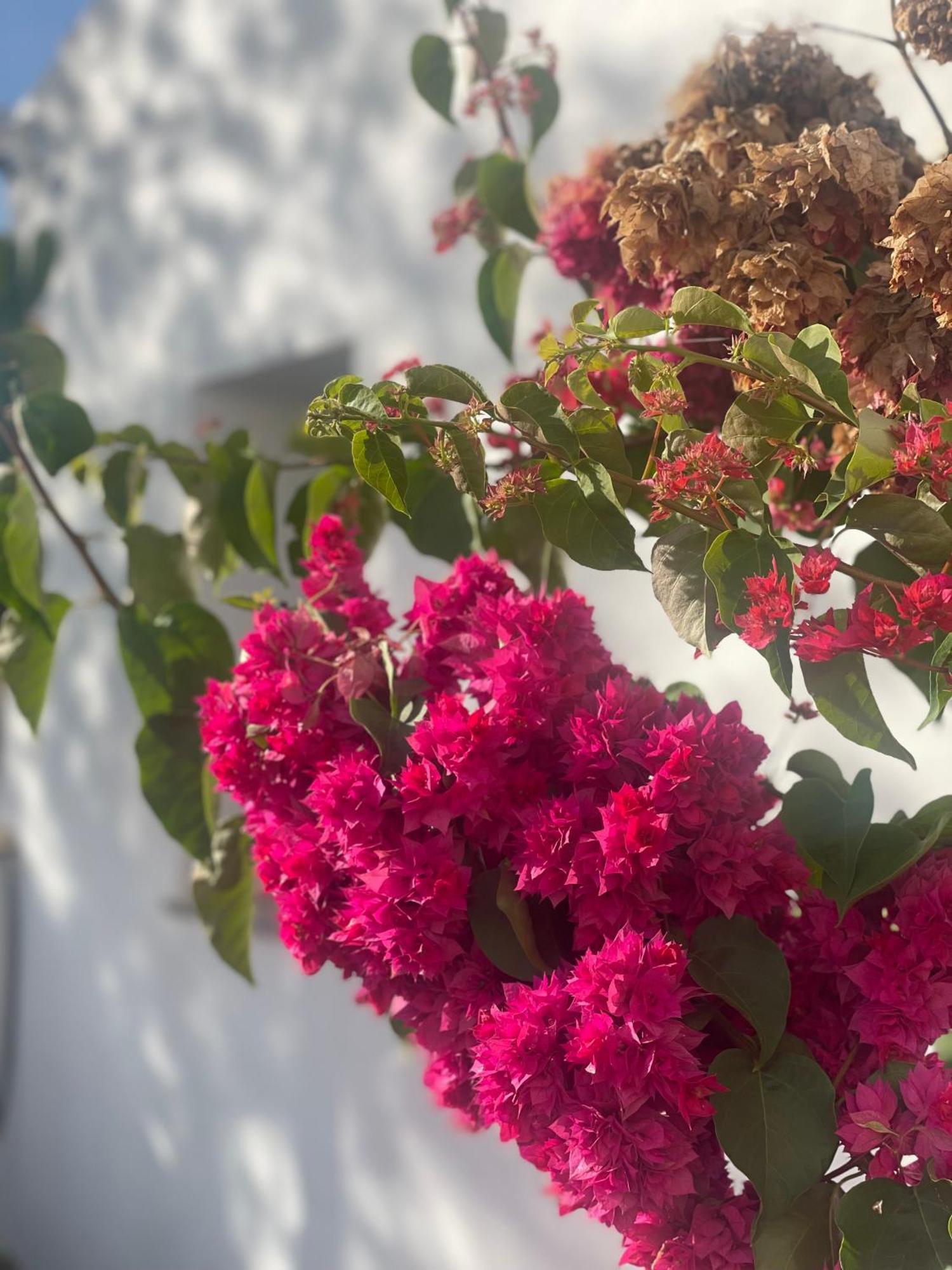 B&B Quinta A Fonte Tavira - Adults Only エクステリア 写真